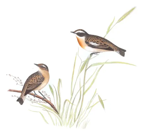 Plate 93 of Gould's The Birds of Europe: Whinchat (Saxicola rubetra)