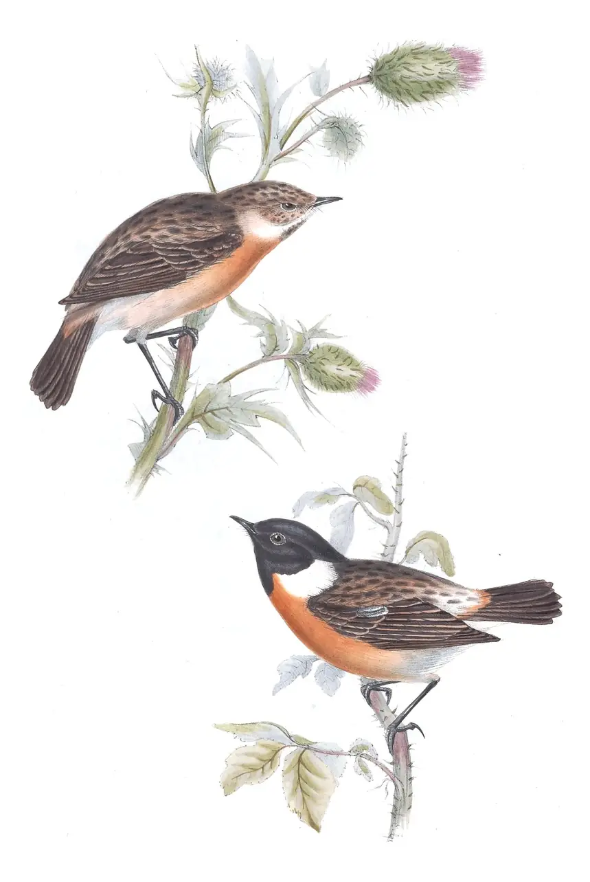 Plate 94 of Gould's The Birds of Europe: European Stonechat (Saxicola rubicola)