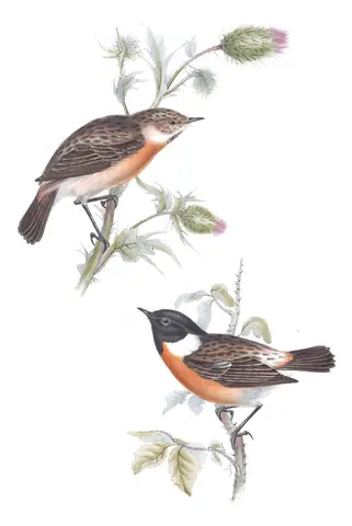 Plate 94 of Gould's The Birds of Europe: European Stonechat (Saxicola rubicola)