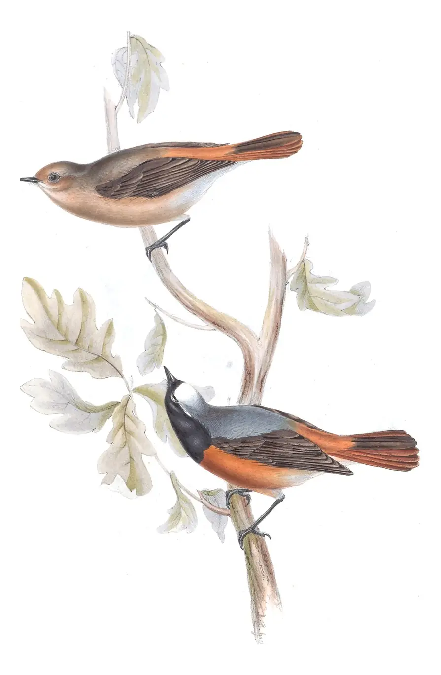 Plate 95 of Gould's The Birds of Europe: Common Redstart (Phoenicurus phoenicurus)