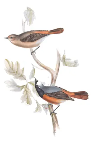Plate 95 of Gould's The Birds of Europe: Common Redstart (Phoenicurus phoenicurus)
