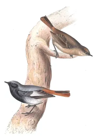 Plate 96 of Gould's The Birds of Europe: Black Redstart (Phoenicurus ochruros)