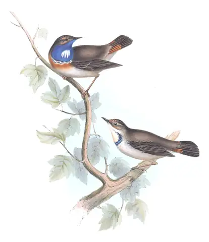 Plate 97 of Gould's The Birds of Europe: Bluethroat (Luscinia svecica)