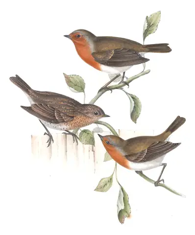 Plate 98 of Gould's The Birds of Europe: European Robin (Erithacus rubecula)