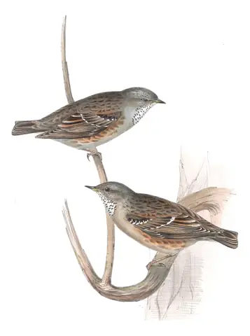 Plate 99 of Gould's The Birds of Europe: Alpine Accentor (Prunella collaris)