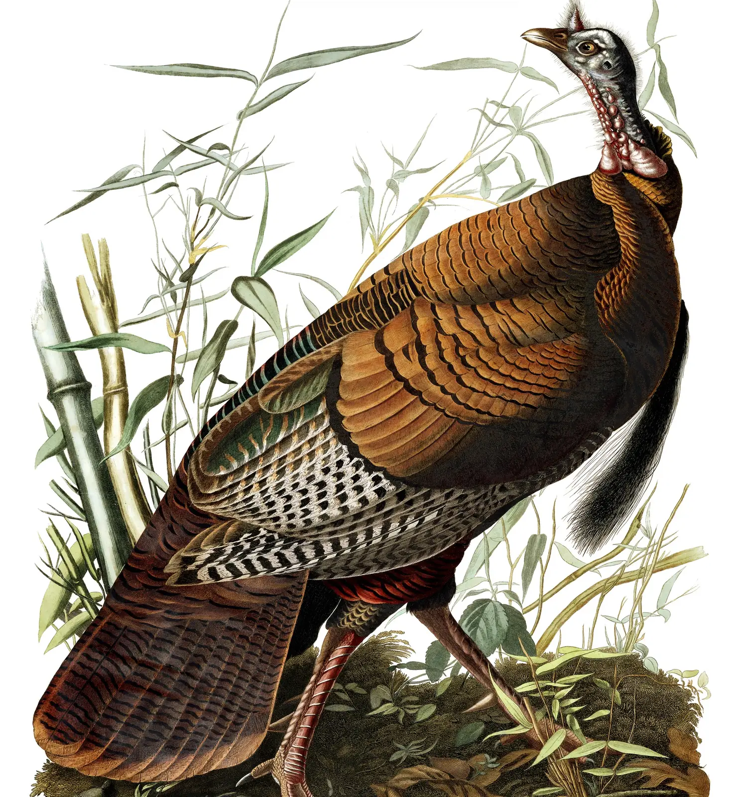 Plate 1 of Audubon's The Birds of America: Wild Turkey (Meleagris gallopavo)