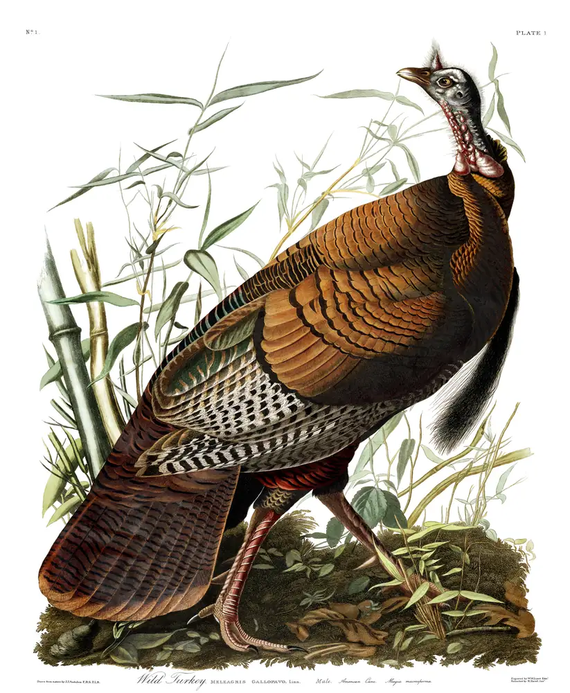 The whole sheet of plate 1, with its engraved caption