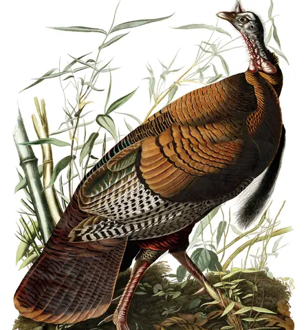 Plate 1 of Audubon's The Birds of America: Wild Turkey (Meleagris gallopavo)