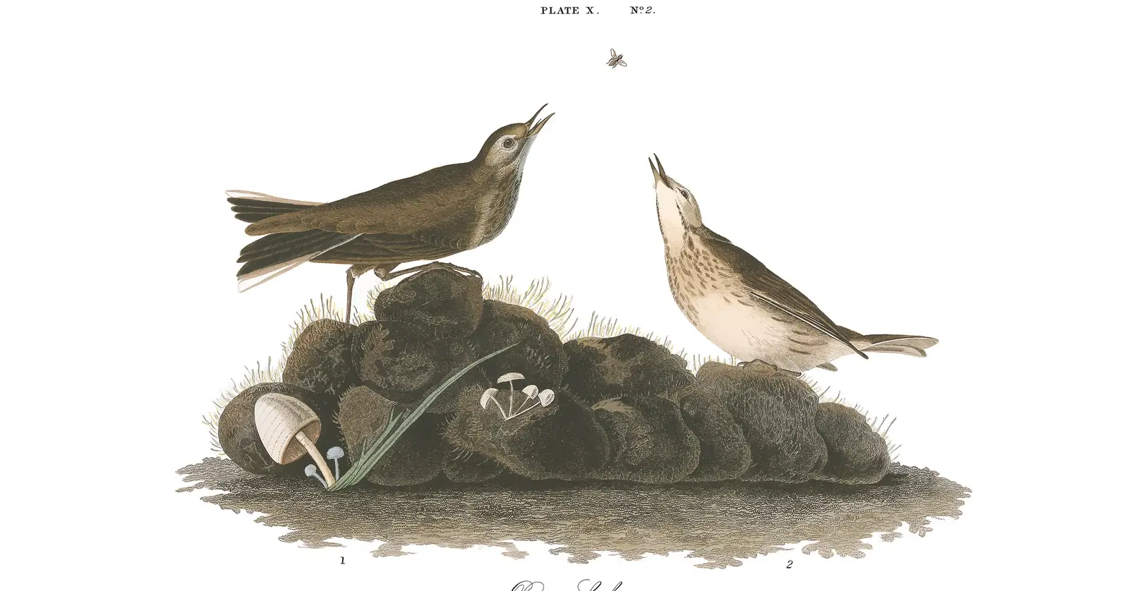 Plate 10 of Audubon's The Birds of America: American Pipit (Anthus rubescens)