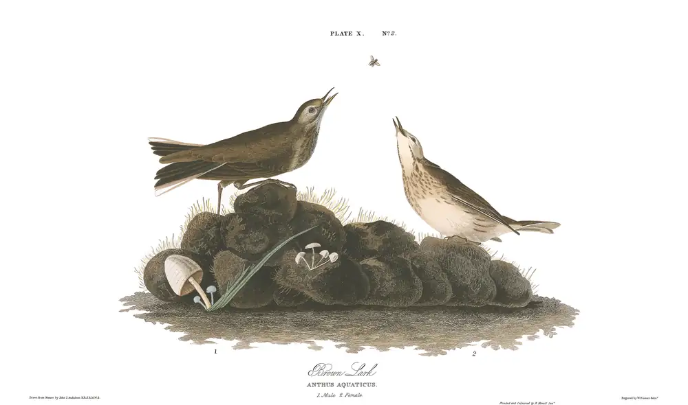 The whole sheet of plate 10, with its engraved caption