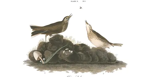 Plate 10 of Audubon's The Birds of America: American Pipit (Anthus rubescens)
