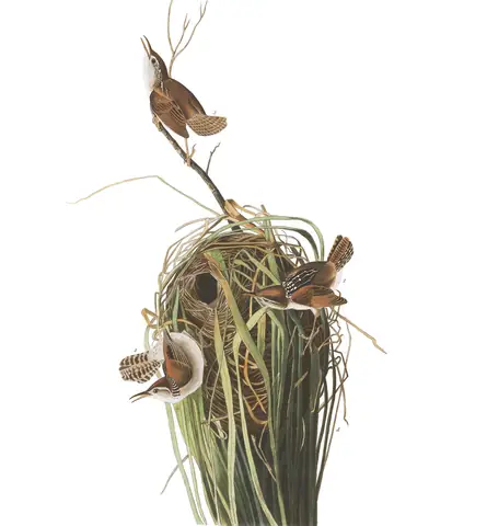Plate 100 of Audubon's The Birds of America: Marsh Wren (Cistothorus palustris)
