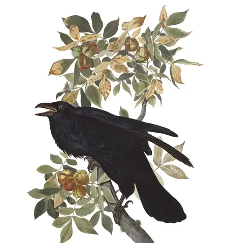 Plate 101 of Audubon's The Birds of America: Common Raven (Corvus corax)
