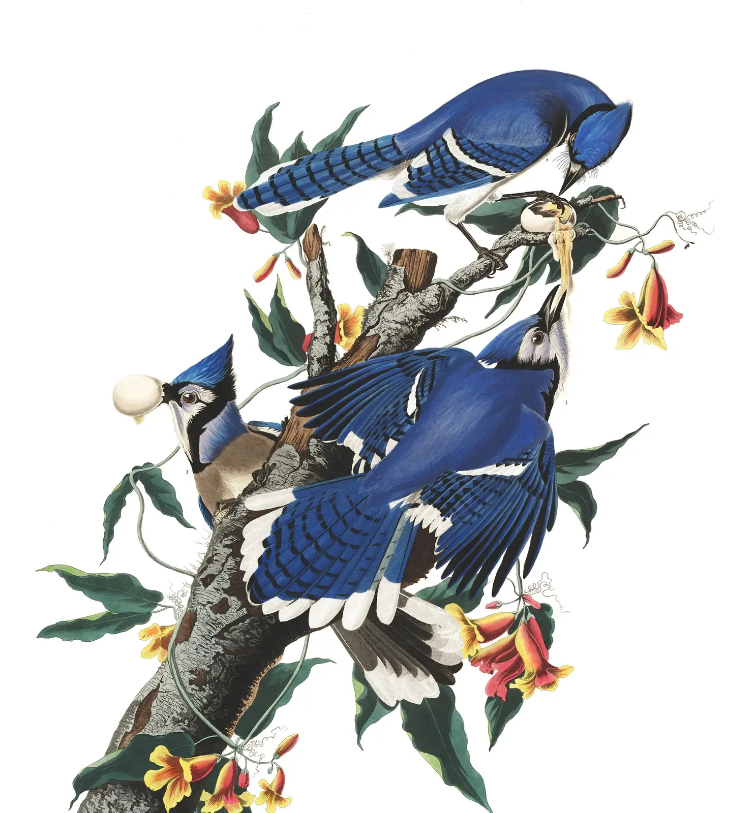 Plate 102 of Audubon's The Birds of America: Blue Jay (Cyanocitta cristata)