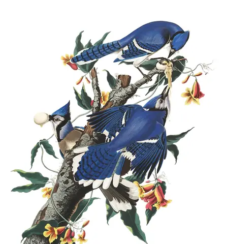 Plate 102 of Audubon's The Birds of America: Blue Jay (Cyanocitta cristata)