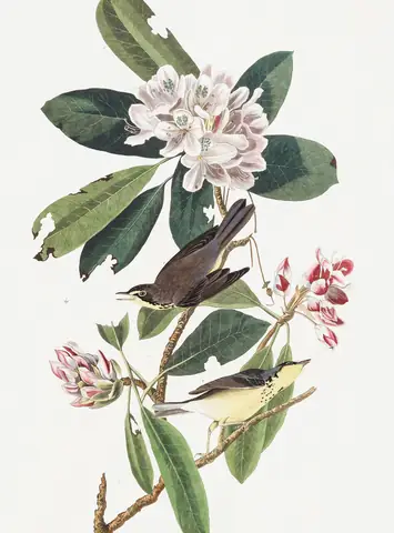 Plate 103 of Audubon's The Birds of America: Canada Warbler (Cardellina canadensis)