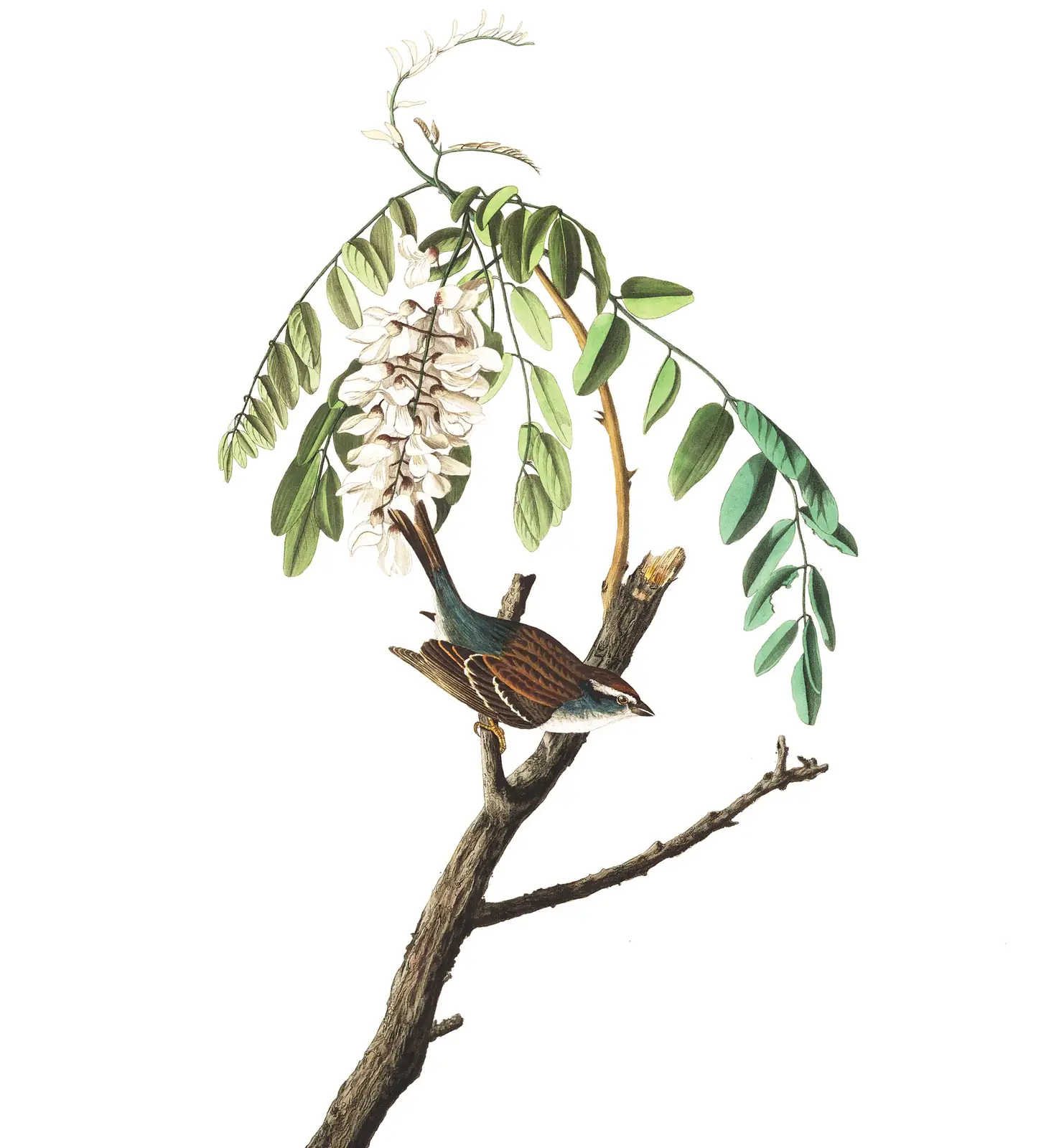 Plate 104 of Audubon's The Birds of America: Chipping Sparrow (Spizella passerina)