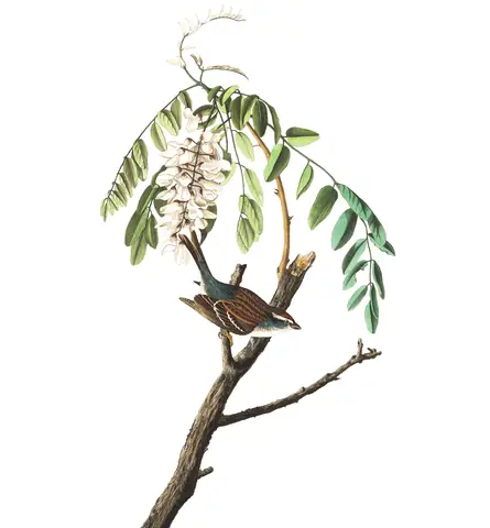 Plate 104 of Audubon's The Birds of America: Chipping Sparrow (Spizella passerina)