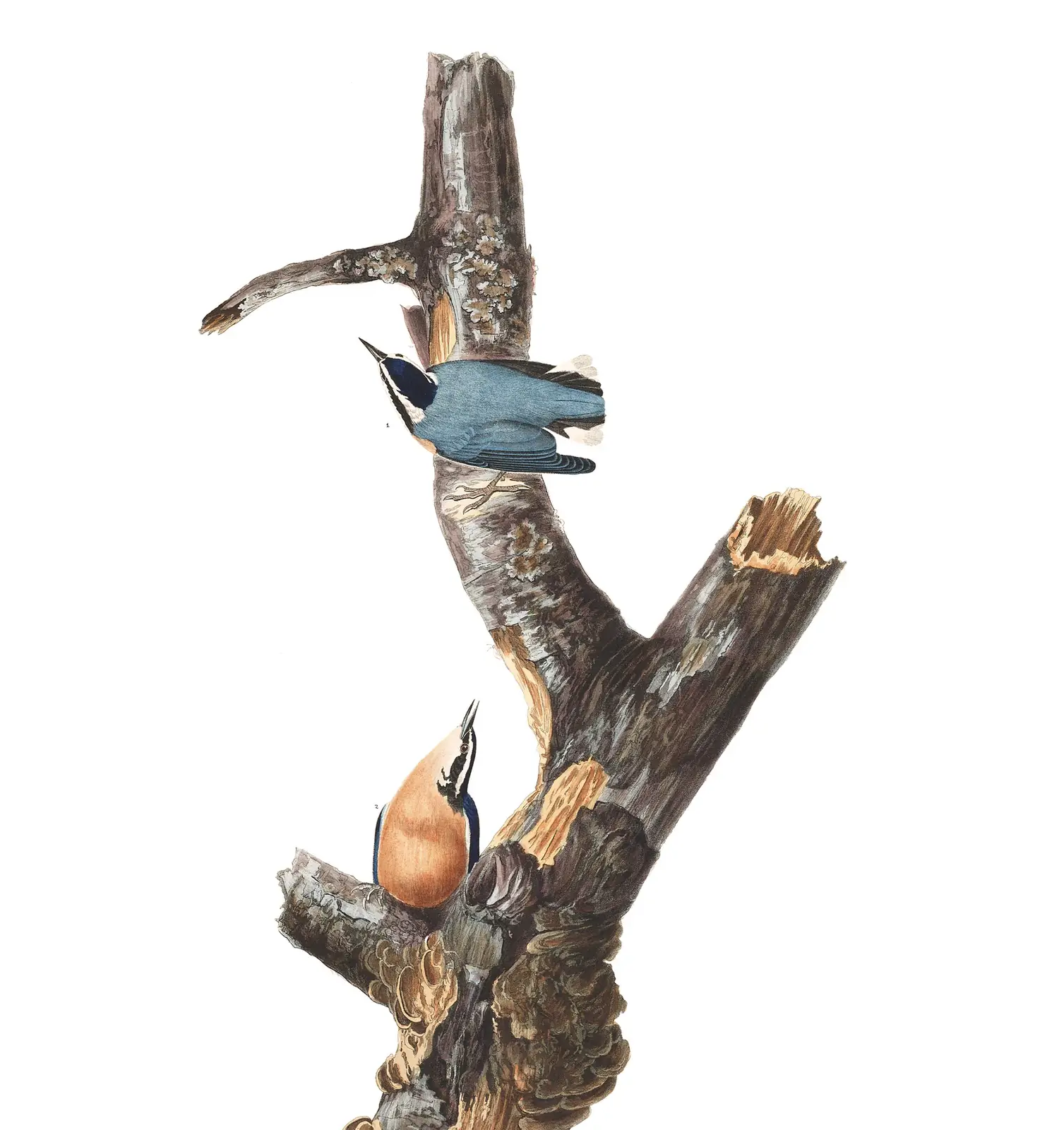 Plate 105 of Audubon's The Birds of America: Red-breasted Nuthatch (Sitta canadensis)