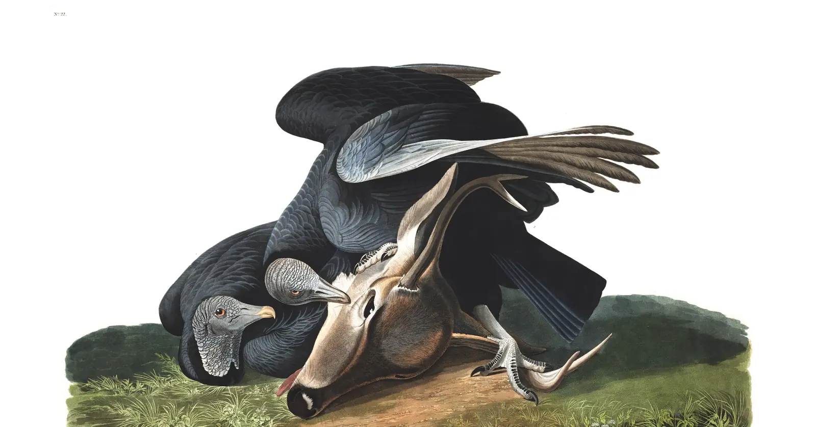 Plate 106 of Audubon's The Birds of America: Black Vulture (Coragyps atratus)