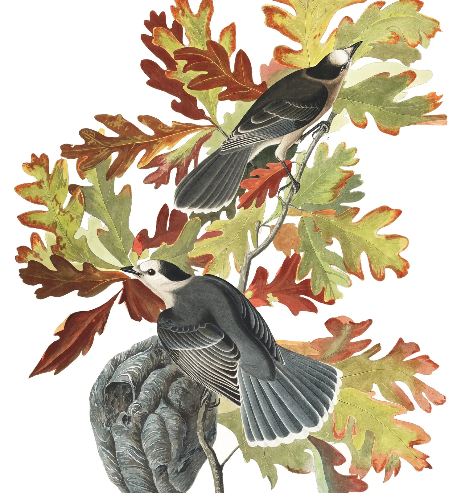 Plate 107 of Audubon's The Birds of America: Canada Jay (Perisoreus canadensis)