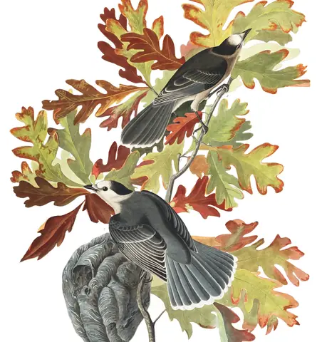 Plate 107 of Audubon's The Birds of America: Canada Jay (Perisoreus canadensis)