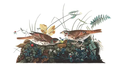 Plate 108 of Audubon's The Birds of America: Fox Sparrow (Passerella iliaca)