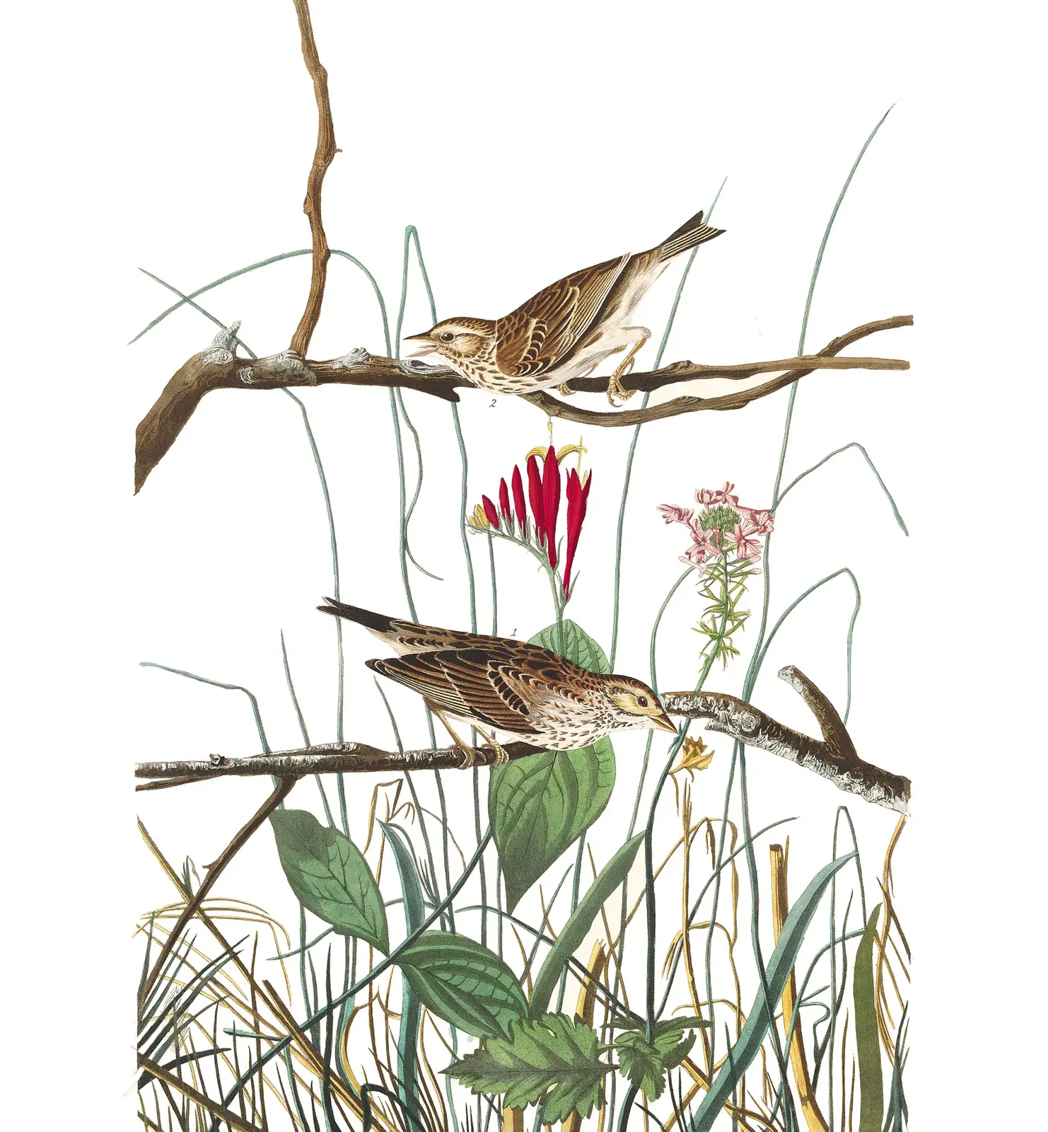 Plate 109 of Audubon's The Birds of America: Savannah Sparrow (Passerculus sandwichensis)