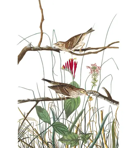 Plate 109 of Audubon's The Birds of America: Savannah Sparrow (Passerculus sandwichensis)