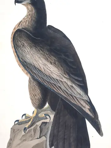 Plate 11 of Audubon's The Birds of America: “Bird of Washington”, not identified