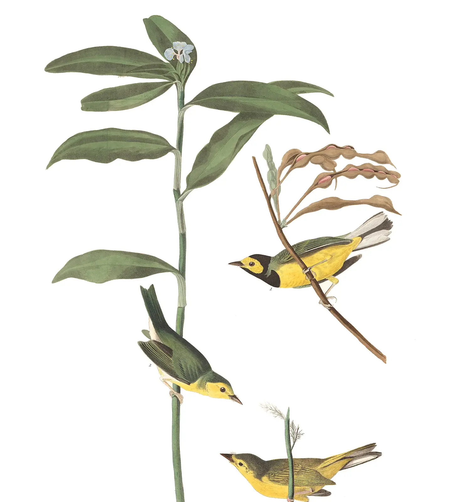 Plate 110 of Audubon's The Birds of America: Hooded Warbler (Setophaga citrina)