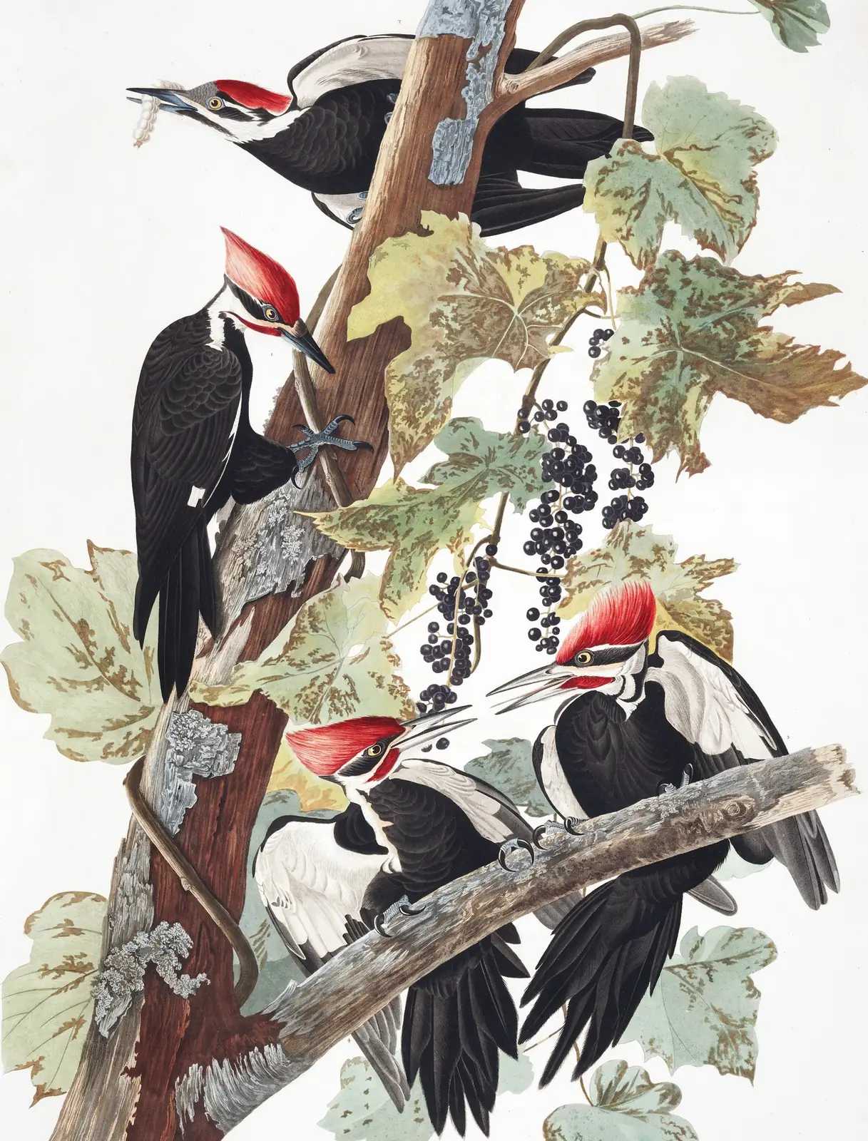 Plate 111 of Audubon's The Birds of America: Pileated Woodpecker (Dryocopus pileatus)
