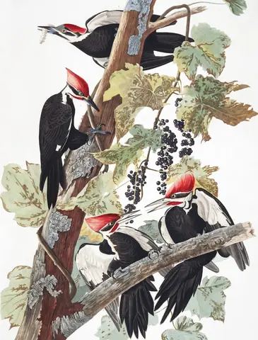 Plate 111 of Audubon's The Birds of America: Pileated Woodpecker (Dryocopus pileatus)