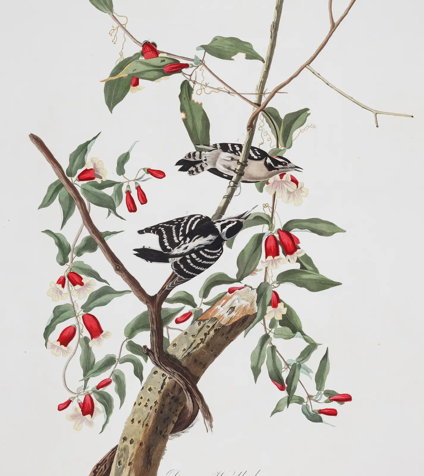 Plate 112 of Audubon's The Birds of America: Downy Woodpecker (Dryobates pubescens)