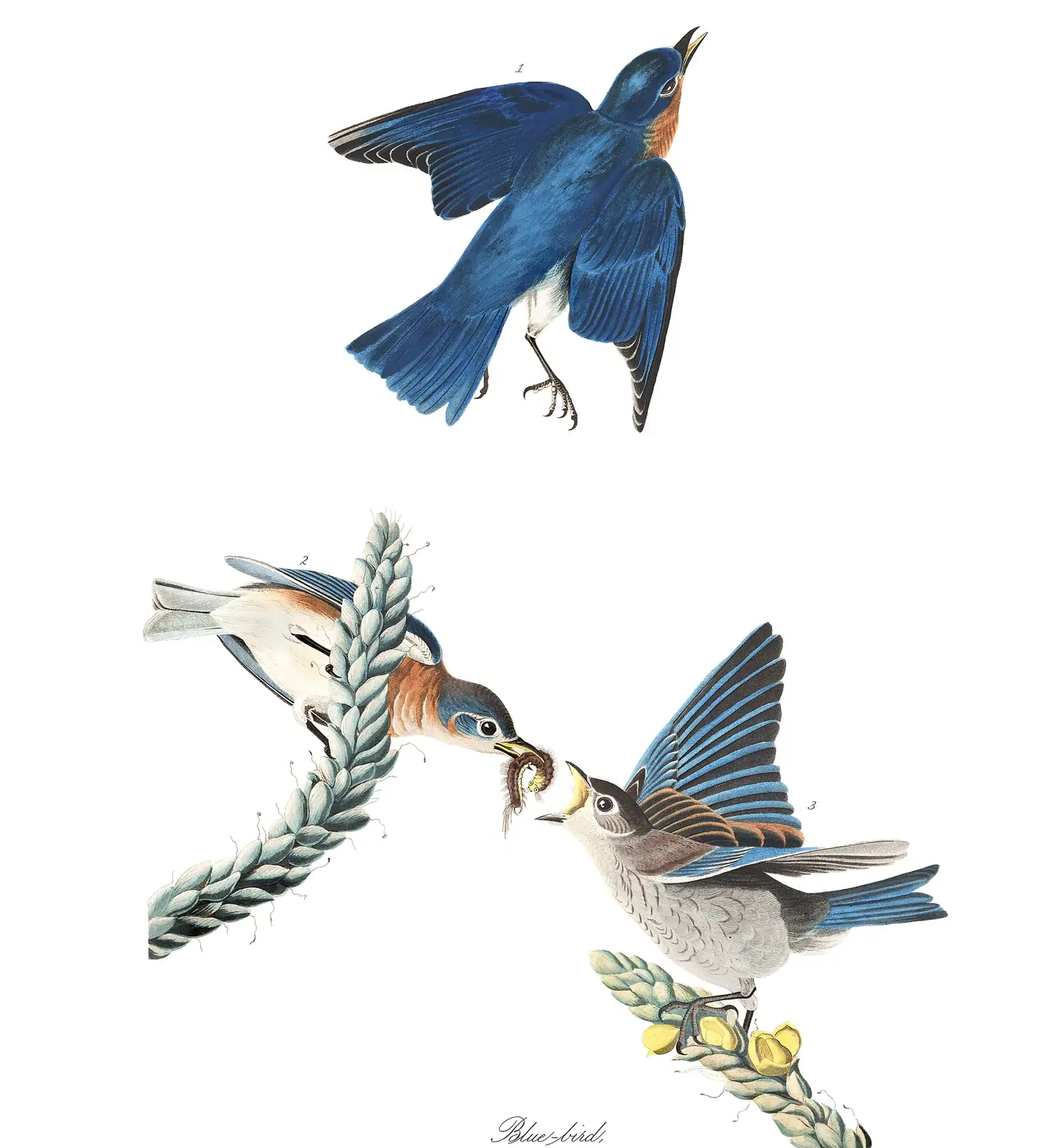 Plate 113 of Audubon's The Birds of America: Eastern Bluebird (Sialia sialis)