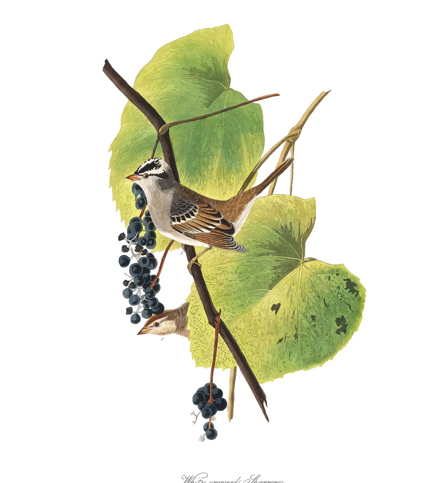Plate 114 of Audubon's The Birds of America: White-crowned Sparrow (Zonotrichia leucophrys)