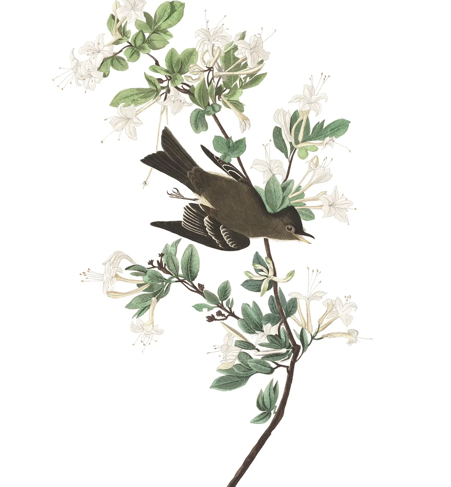 Plate 115 of Audubon's The Birds of America: Eastern Wood-Pewee (Contopus virens)