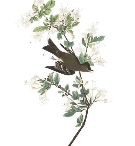 Plate 115 of Audubon's The Birds of America: Eastern Wood-Pewee (Contopus virens)