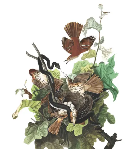 Plate 116 of Audubon's The Birds of America: Brown Thrasher (Toxostoma rufum)
