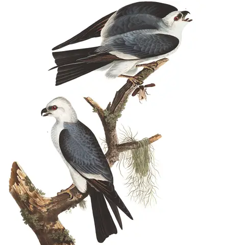 Plate 117 of Audubon's The Birds of America: Mississippi Kite (Ictinia mississippiensis)