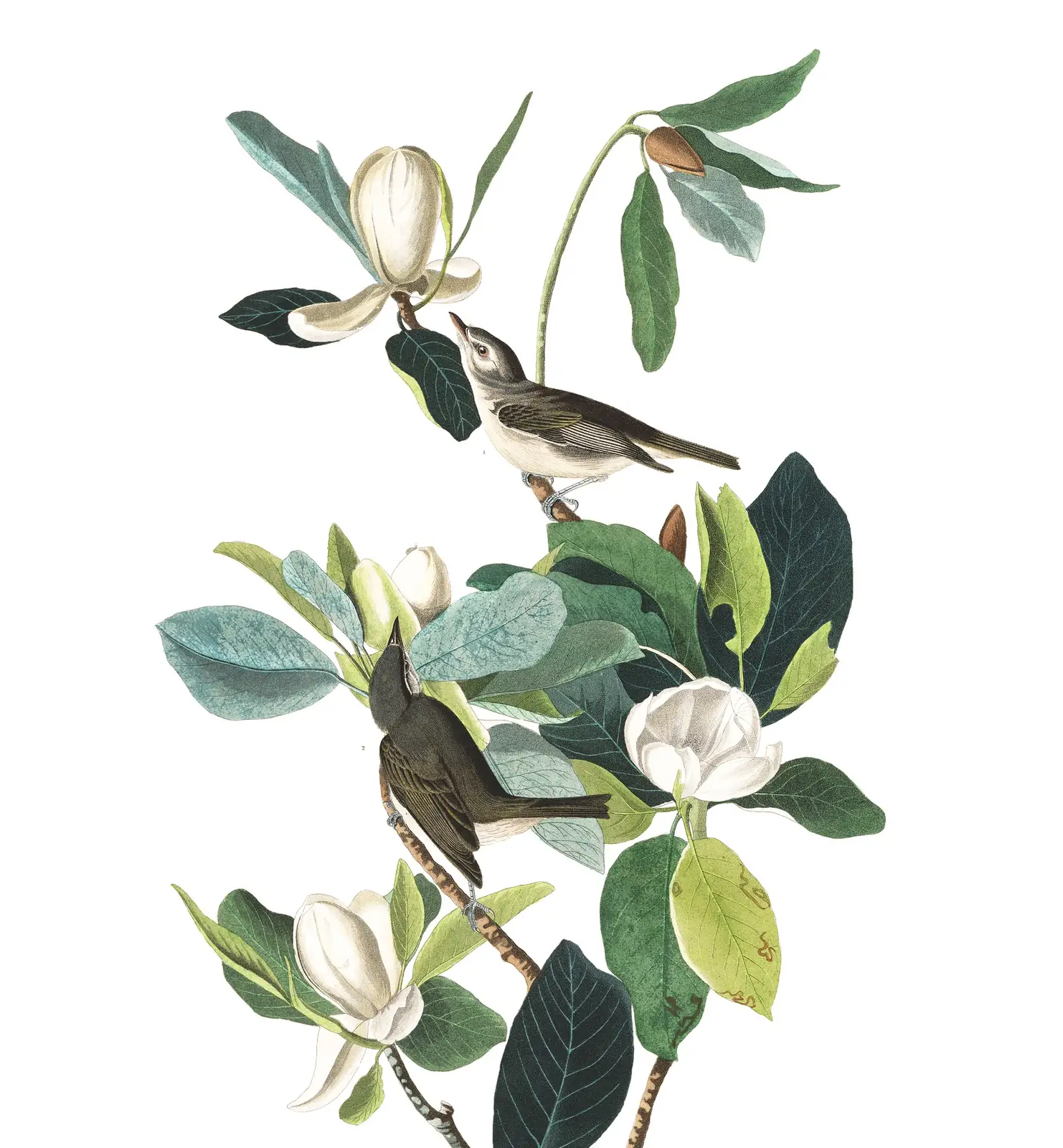 Plate 118 of Audubon's The Birds of America: Eastern Warbling Vireo (Vireo gilvus)