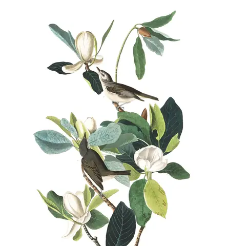 Plate 118 of Audubon's The Birds of America: Eastern Warbling Vireo (Vireo gilvus)