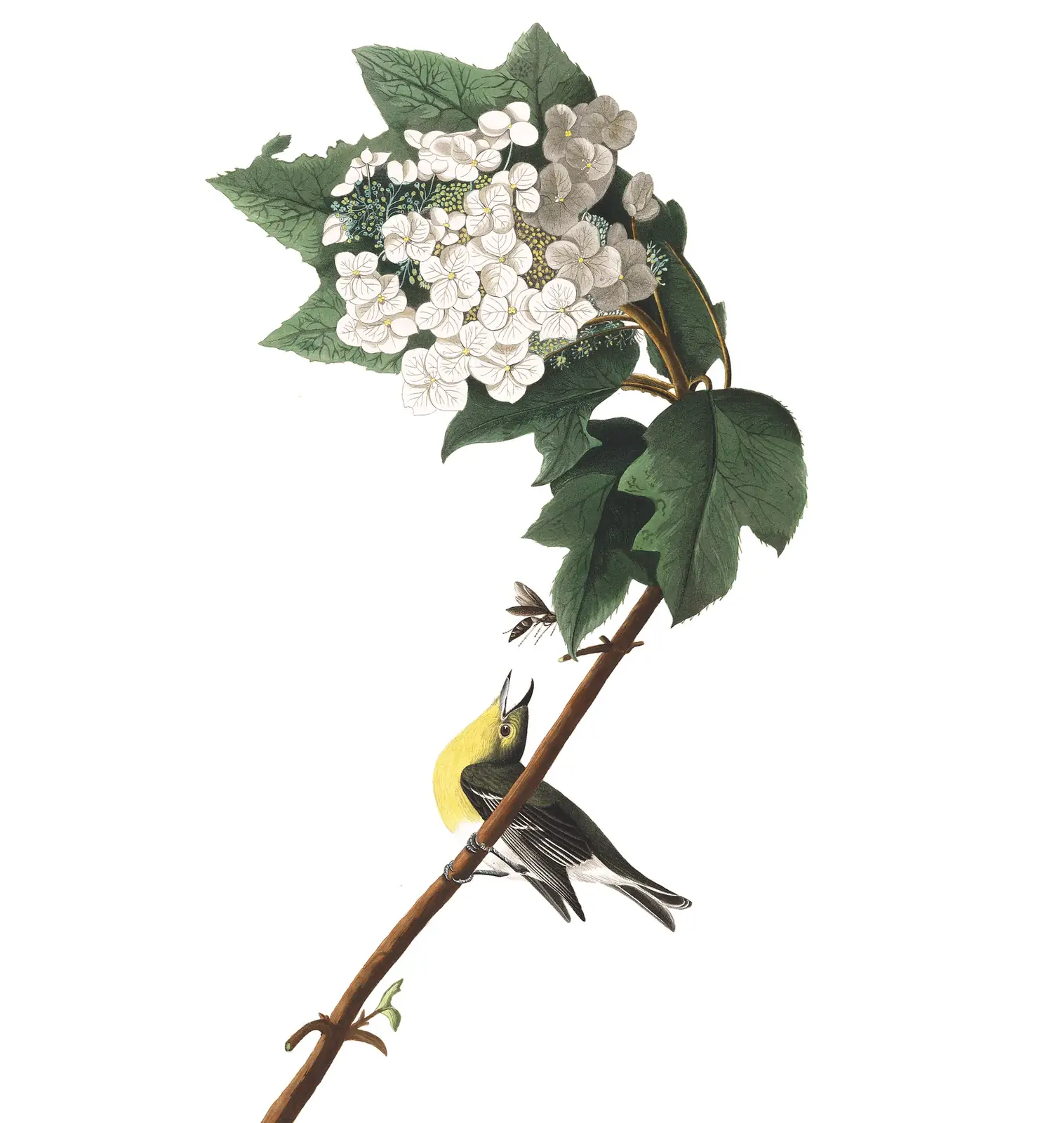Plate 119 of Audubon's The Birds of America: Yellow-throated Vireo (Vireo flavifrons)