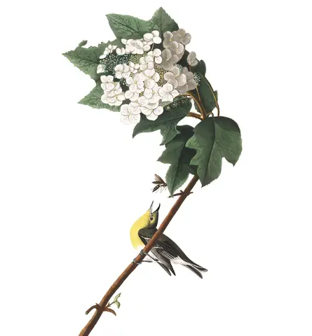 Plate 119 of Audubon's The Birds of America: Yellow-throated Vireo (Vireo flavifrons)
