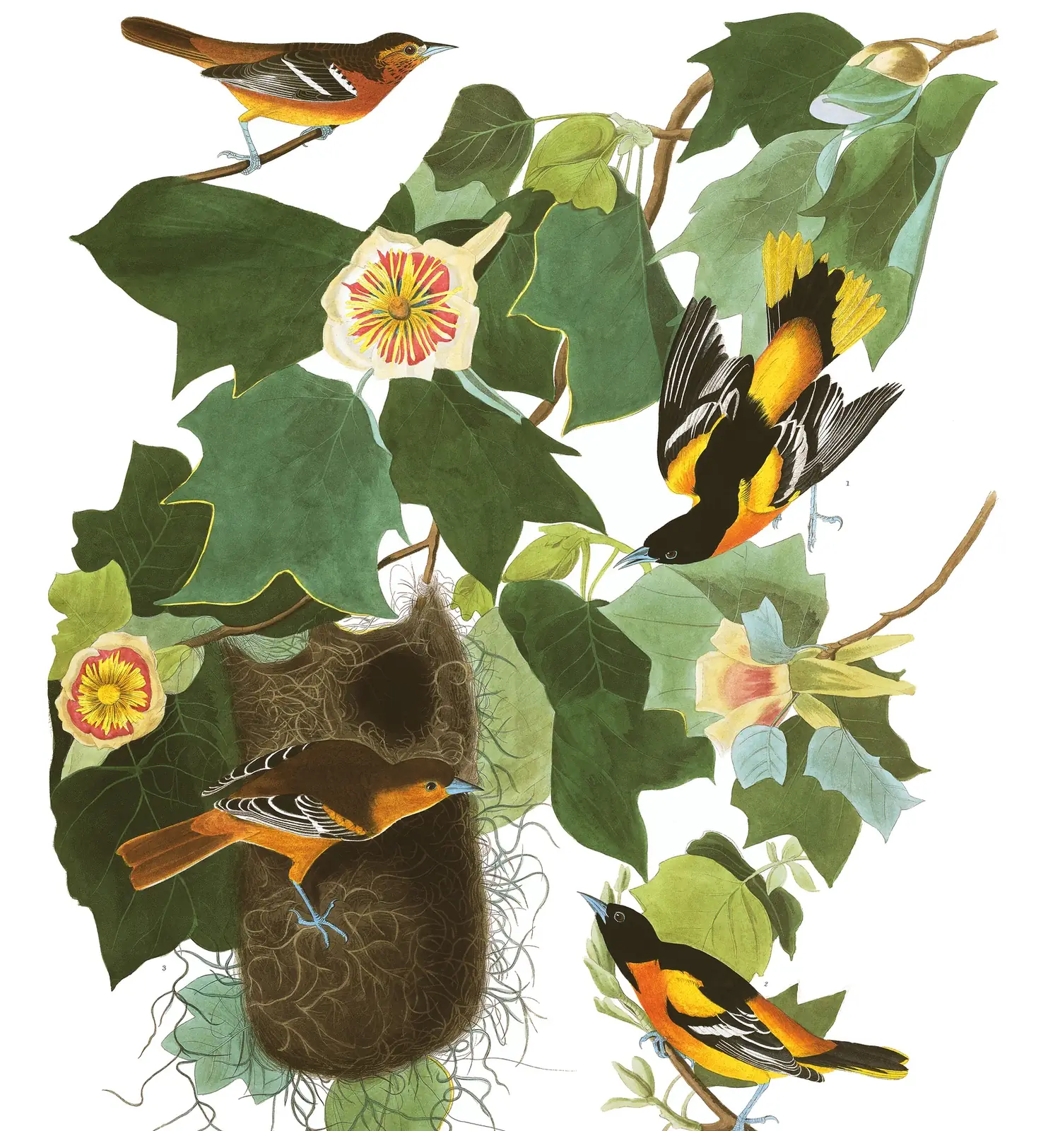 Plate 12 of Audubon's The Birds of America: Baltimore Oriole (Icterus galbula)