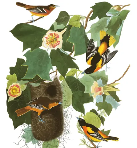 Plate 12 of Audubon's The Birds of America: Baltimore Oriole (Icterus galbula)
