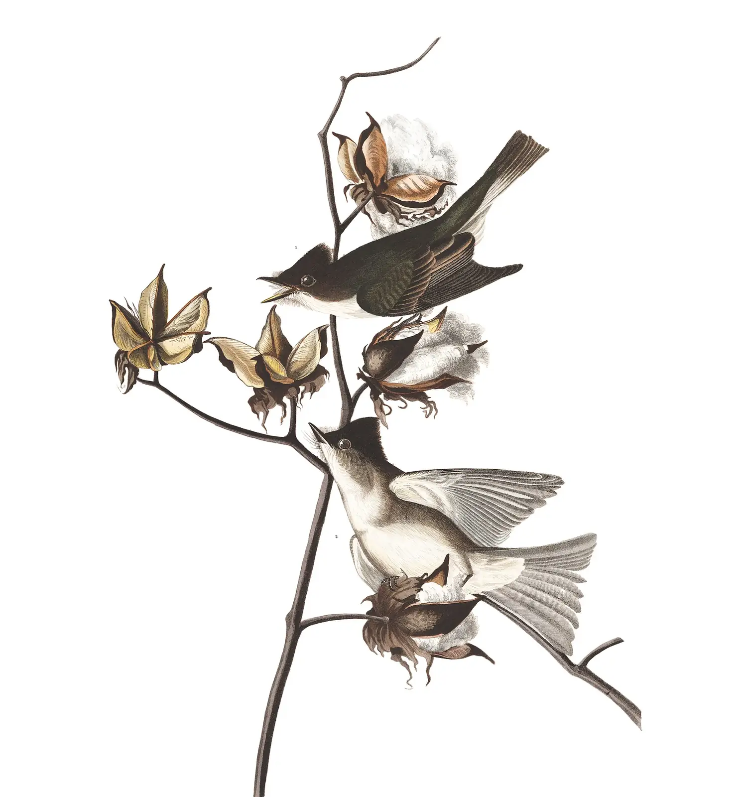 Plate 120 of Audubon's The Birds of America: Eastern Phoebe (Sayornis phoebe)