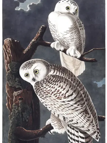 Plate 121 of Audubon's The Birds of America: Snowy Owl (Bubo scandiacus)