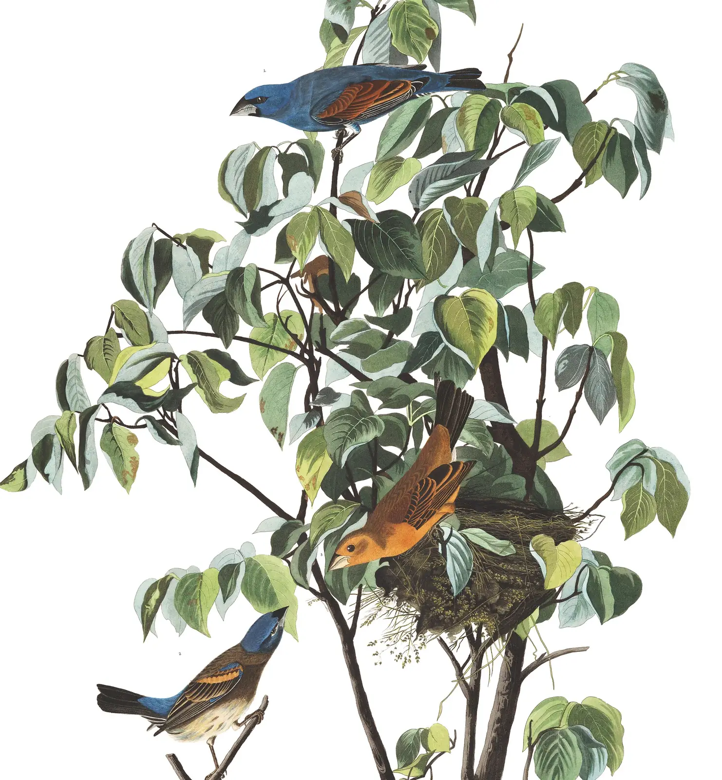 Plate 122 of Audubon's The Birds of America: Blue Grosbeak (Passerina caerulea)