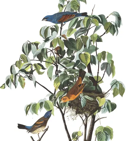 Plate 122 of Audubon's The Birds of America: Blue Grosbeak (Passerina caerulea)